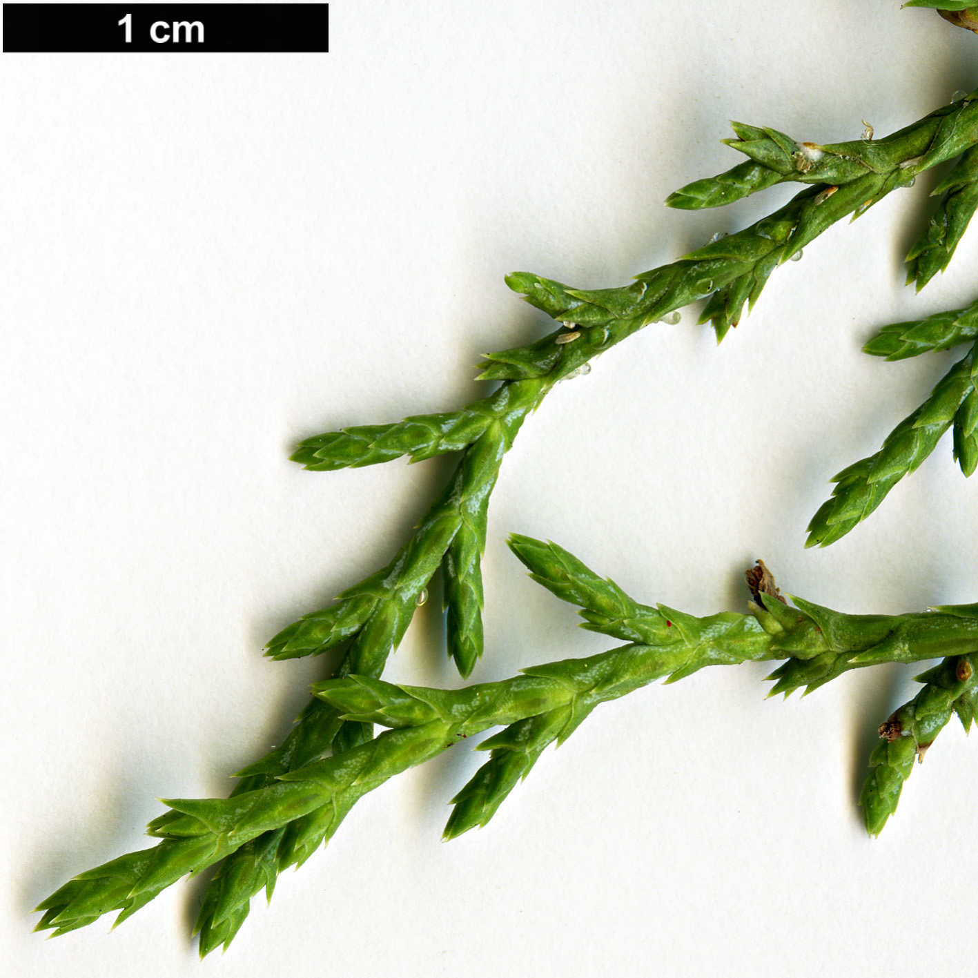 High resolution image: Family: Cupressaceae - Genus: Juniperus - Taxon: polycarpos var. seravschanica